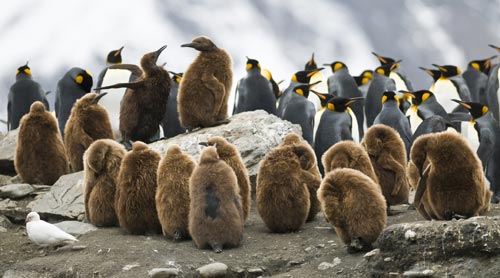 pinguine
